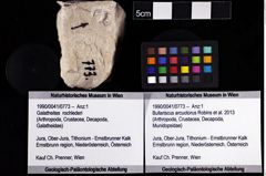 Foto (Objket + Etiketten) von Bullariscus arcuotorus (Robins et al., 2013) 